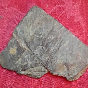 Fern Fossil🌿3.25"x2.75"